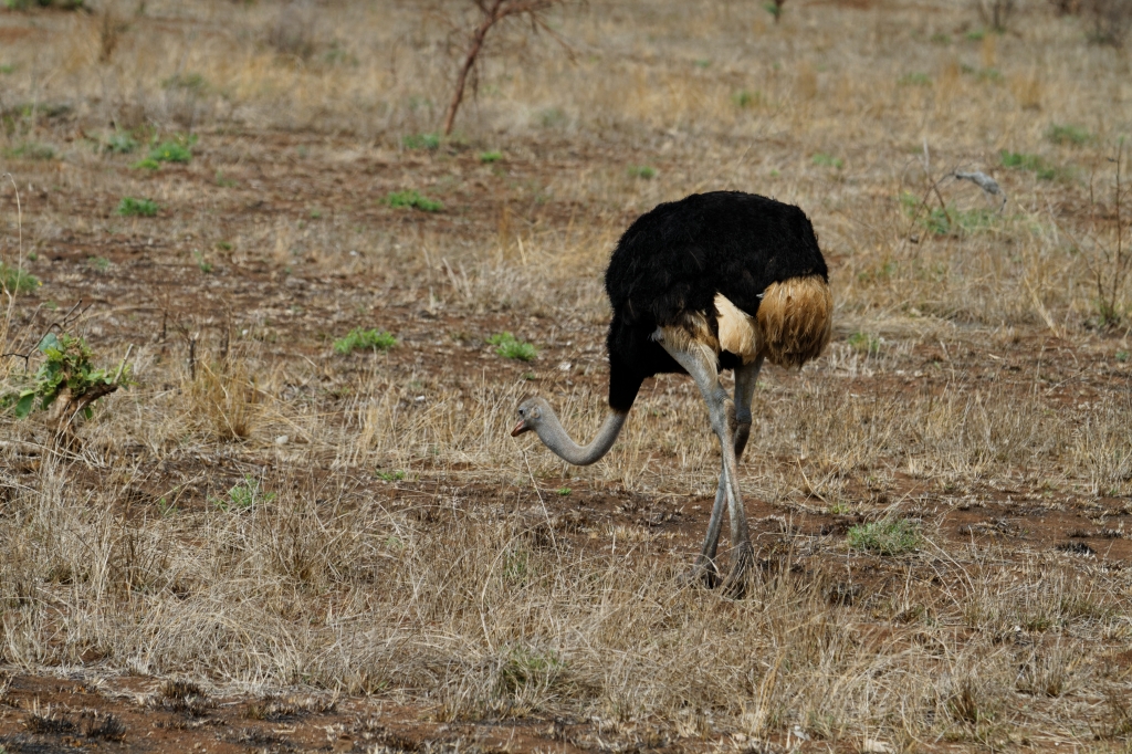 08 - Kruger NP (23).jpg